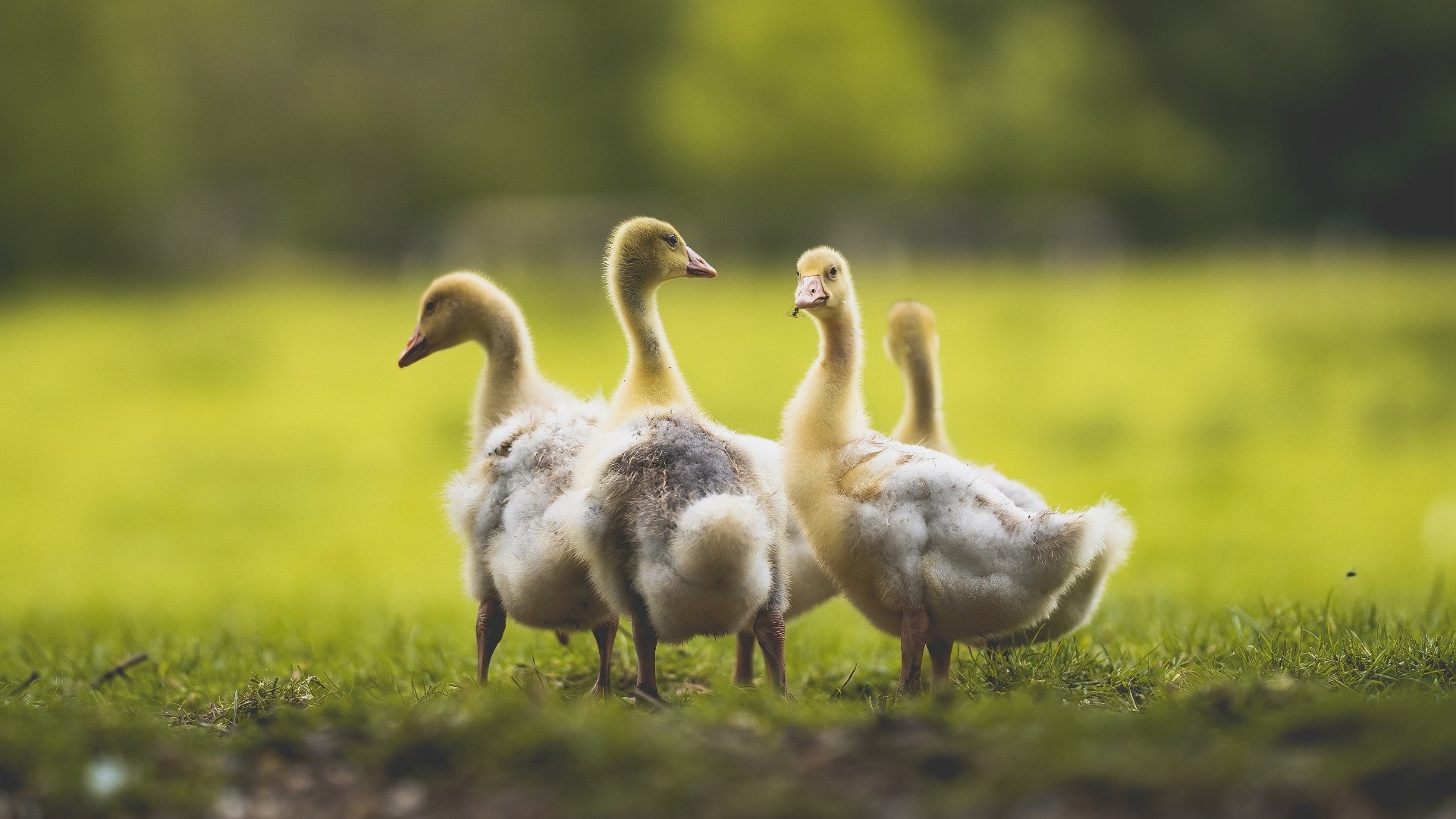 当紫百合在新西兰绽放,足球全球化下的弗拉霍维奇现象